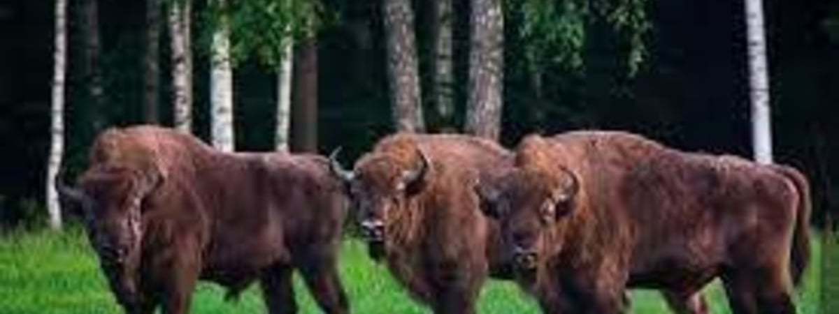 В Беларуси планируется понизить природоохранный статус зубра, рыси, медведя и барсука