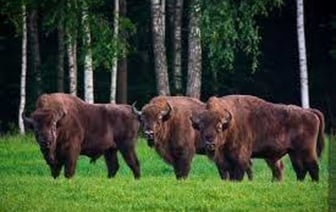 В Беларуси планируется понизить природоохранный статус зубра, рыси, медведя и барсука