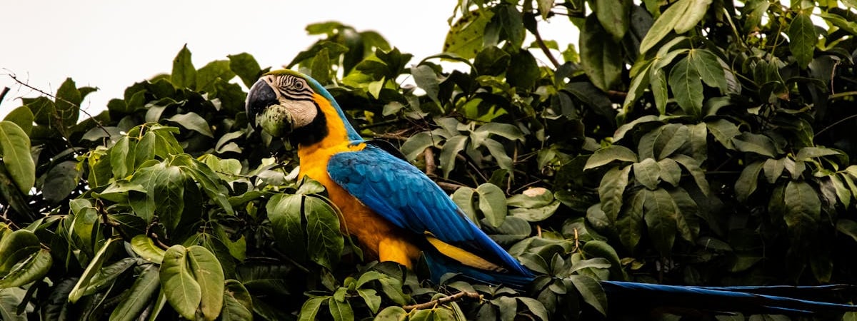 Amazon представила ИИ-генератор видео длительностью до двух минут