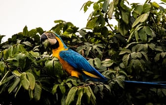 Amazon представила ИИ-генератор видео длительностью до двух минут