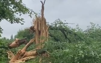 Вековой дуб в щепки разнесла молния в Каменецком районе