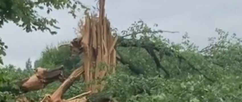 Вековой дуб в щепки разнесла молния в Каменецком районе
