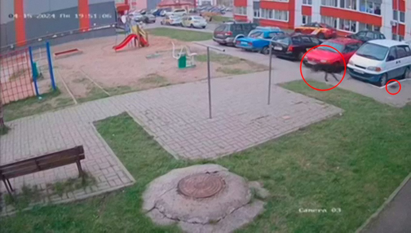 Зверь, похожий на волка, в одном из дворов Витебска