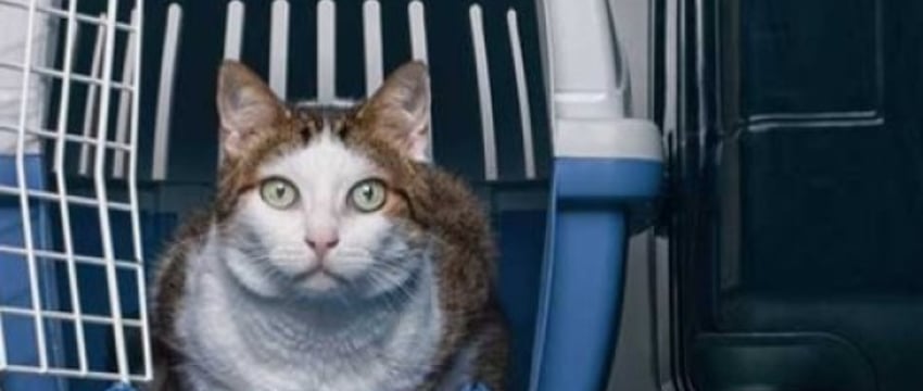 Как правильно ввезти животное в Беларусь – вот главные правила