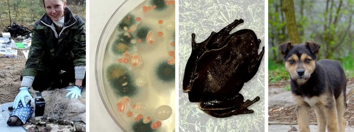 Как выглядят реальные мутанты Чернобыля? Учёные рассказали о четырех новых видах с «суперспособностями» — Фото