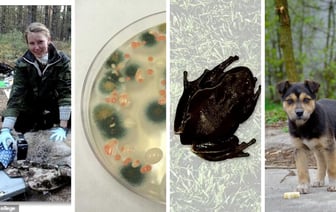 Как выглядят реальные мутанты Чернобыля? Учёные рассказали о четырех новых видах с «суперспособностями» — Фото