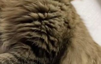 «Знают, когда дурочка включать» — Видео, как кот отказался выполнять свои «обязанности» набрало 2,5 млн просмотров в TikTok — Видео