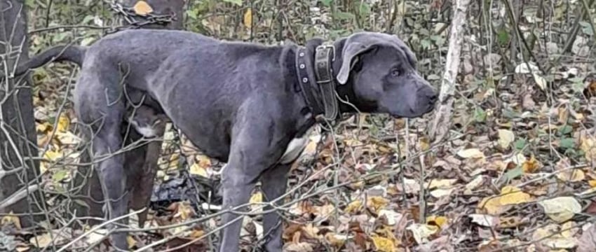 В Бресте нашли живодеров: привязали собаку к дереву и ушли