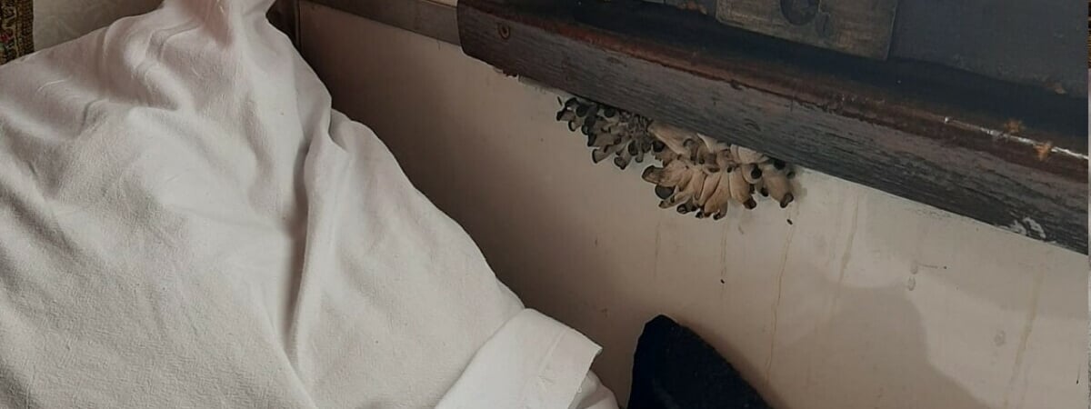 «Это свежий завтрак в постель!» — В украинском поезде возле окна выросли грибы — Фото