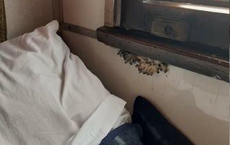 «Это свежий завтрак в постель!» — В украинском поезде возле окна выросли грибы — Фото