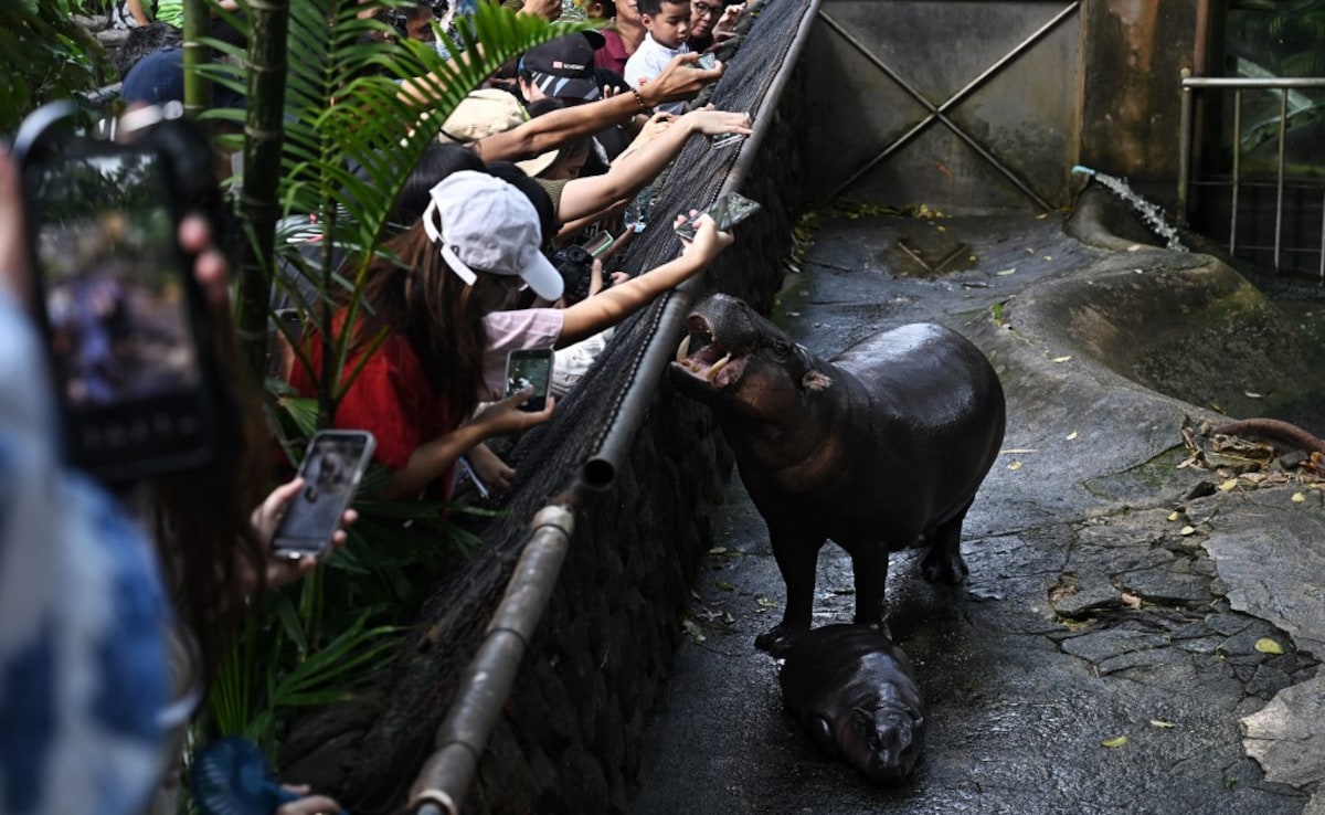Visitors look at Moo Deng alongside her mother Jona, 25, at Khao Kheow Open Zoo