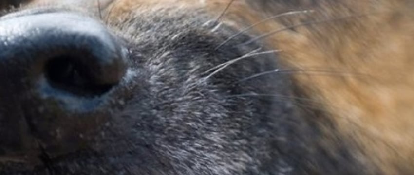 Смерть пенсионерки от собаки в Беларуси