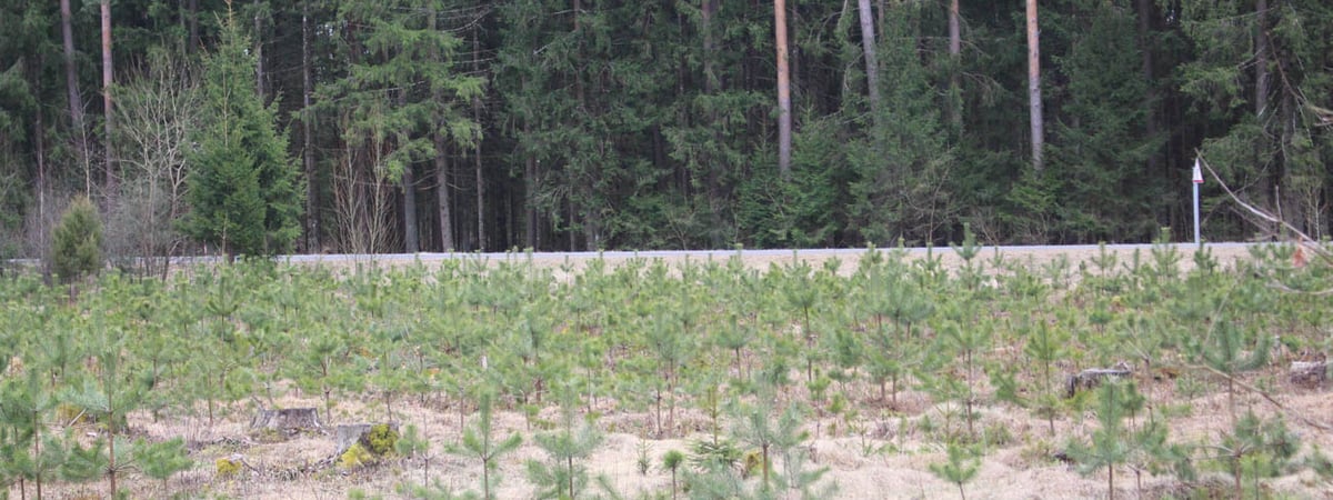 В Гродненской области ввели ограничения на посещение лесов