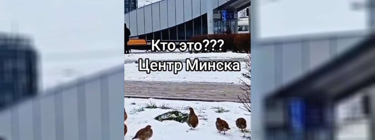 «Белорусские пингвины» — В центре Минска заметили странных птиц — Видео