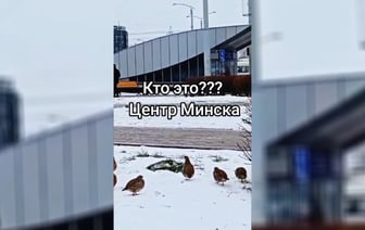 «Белорусские пингвины» — В центре Минска заметили странных птиц — Видео