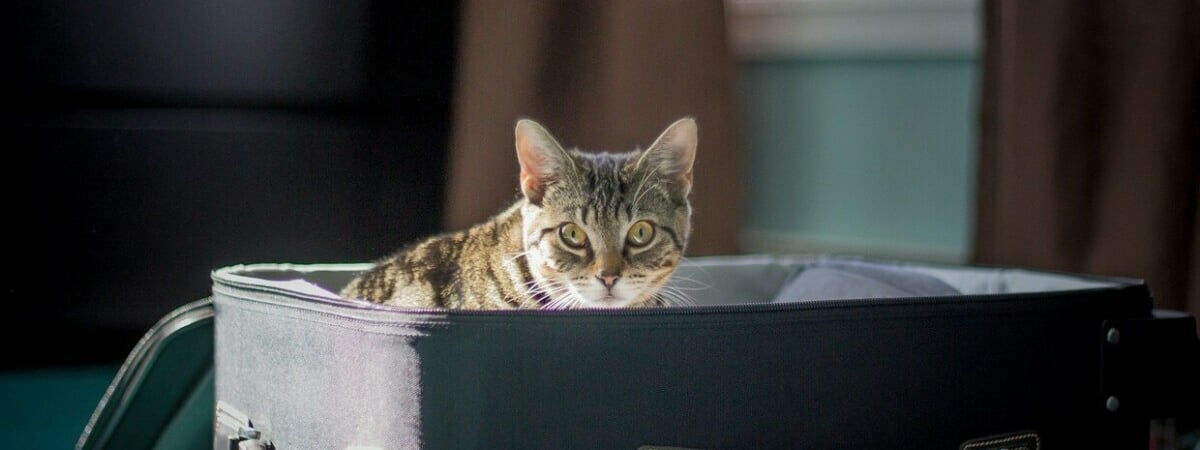 В белорусских санаториях пообещали заселять с домашними питомцами. Но не везде