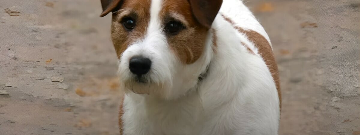 Гродненские милиционеры устроили «рейды» на домашних питомцев. За что грозит штраф до 600 рублей?