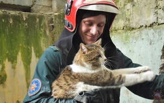 Белорусские спасатели показали, как достали застрявшего между бетонными плитами кота — Видео