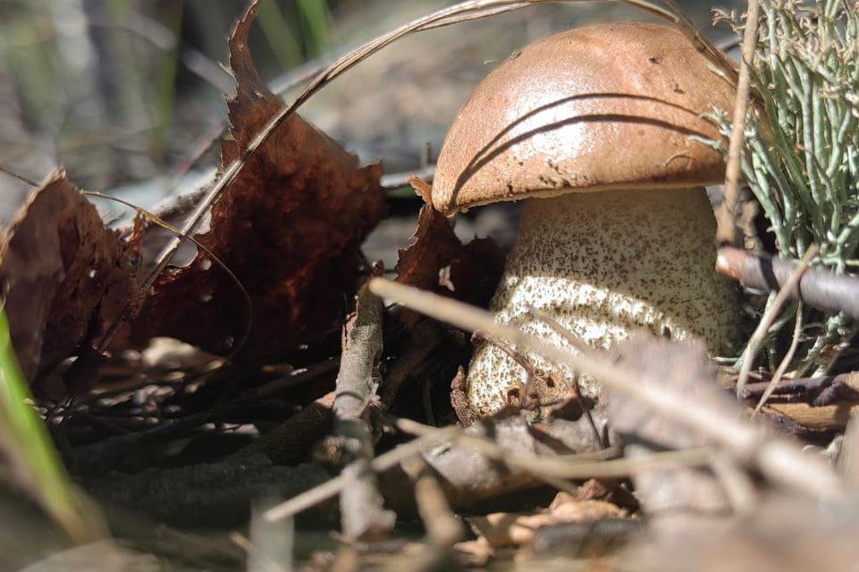 Маслята, подберезовики, боровик... Белорусские грибы рванули слишком рано