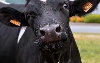 Житель Барановичей хотел купить корову, но лишился почти 15 тысяч рублей