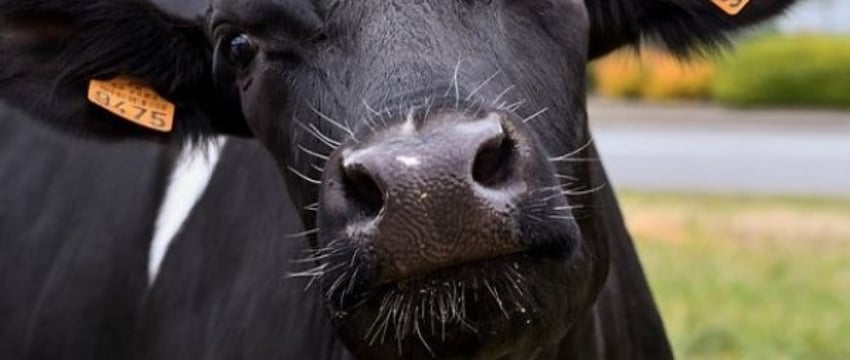 Житель Барановичей хотел купить корову, но лишился почти 15 тысяч рублей