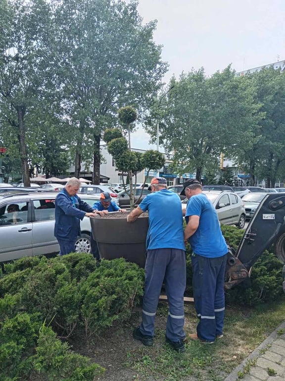 В Бресте установлены новые модули с растениями топиарных форм: ель канадская и туя западная