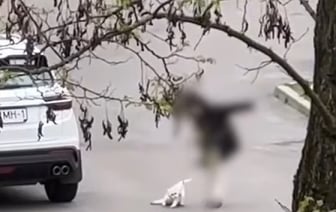 Ребенок выгуливал кота на поводке. Житель Бреста возмутился жестоким отношением к животному