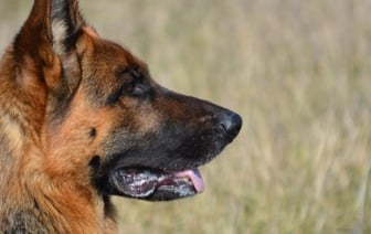 Овчарка укусила девочку за лицо: хозяин заплатит крупный штраф