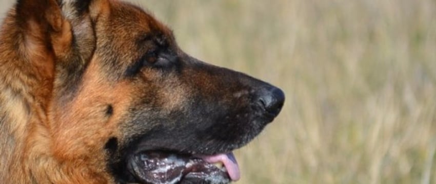 Овчарка укусила девочку за лицо: хозяин заплатит крупный штраф