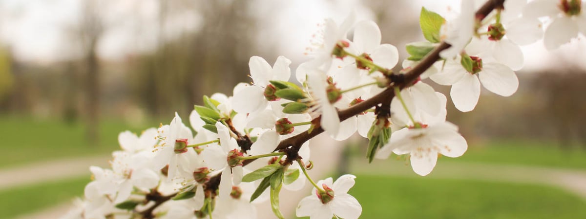 Мелодия весны — музыкант из Гродно сочинил вдохновляющую музыку с помощью нейросети