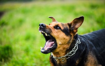 В Гродно ребенка покусала собака — что было дальше