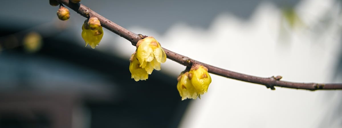 Экспорт электромобилей из Китая в Северную Америку в январе-феврале упал в 6 раз