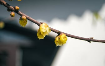 Экспорт электромобилей из Китая в Северную Америку в январе-феврале упал в 6 раз