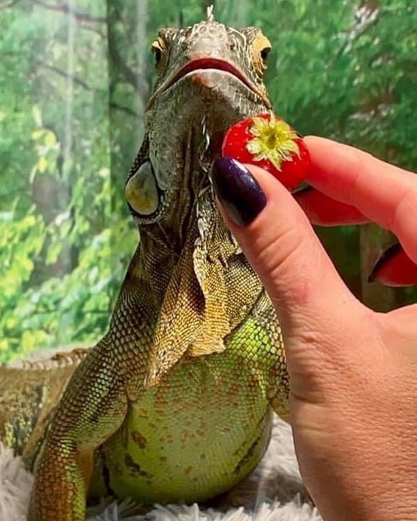 «А дома – дракон в миниатюре». Символ года живет в Барановичском районе