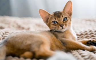 В Гомеле бывшие супруги через суд делили кошку. Кому она в итоге досталась?