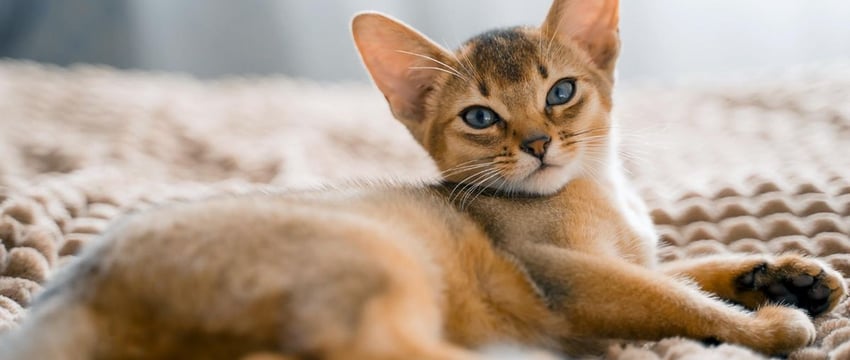 В Гомеле бывшие супруги через суд делили кошку. Кому она в итоге досталась?