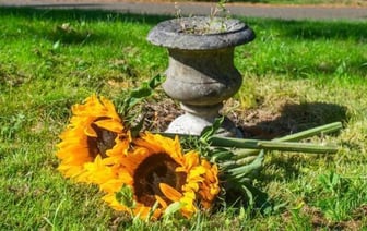 Массовое захоронение младенцев и маленьких детей нашли в Британии