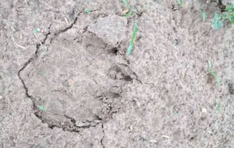 Бежали из леса втроем как ошпаренные. В Борисовском районе медведи начали выходить к людям