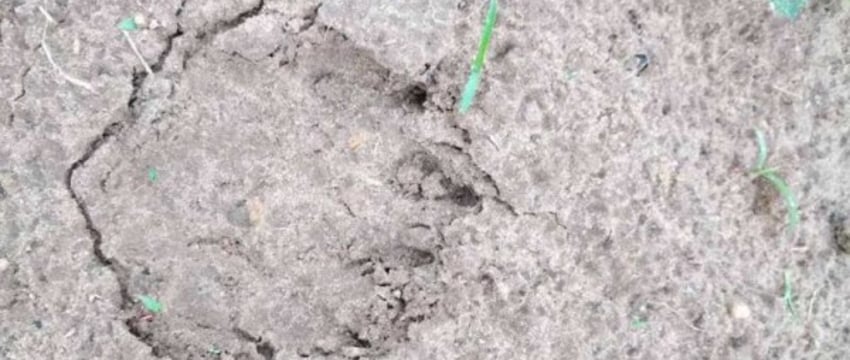 Бежали из леса втроем как ошпаренные. В Борисовском районе медведи начали выходить к людям