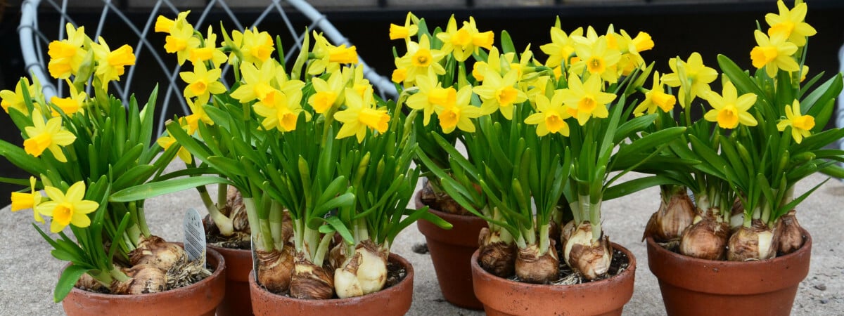 Как надолго сохранить нарциссы в горшках? Поможет «тест пальцем» — Полезно