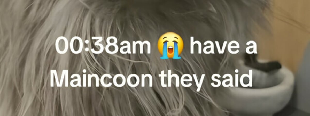 «Смотрит так, словно ты здесь главная проблема» — Женщина проснулась посреди ночи от шума. Что сделал ее кот? — Видео