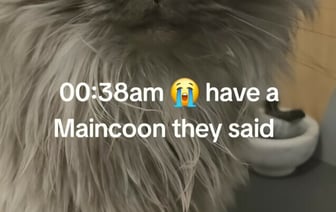 «Смотрит так, словно ты здесь главная проблема» — Женщина проснулась посреди ночи от шума. Что сделал ее кот? — Видео