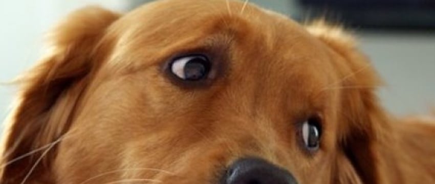 Собака соседей скулит и лает. Узнали у юриста, как быть жильцам дома в этой ситуации