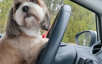 За корм 300 рублей отдаем: белорусы посчитали, в какую сумму им обходится содержание домашних питомцев