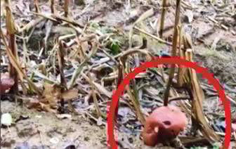 Грибник под Минском нашёл «совершенно уникальный» сорт — «подкукурузники» — Видео