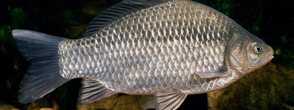 В Беларуси участились случаи гибели карася — какие меры планируют принять