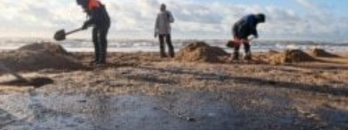 "Загубите все побережье, народ вам этого не простит". Жители Кубани обвинили властей в игнорировании катастрофы в Черном море