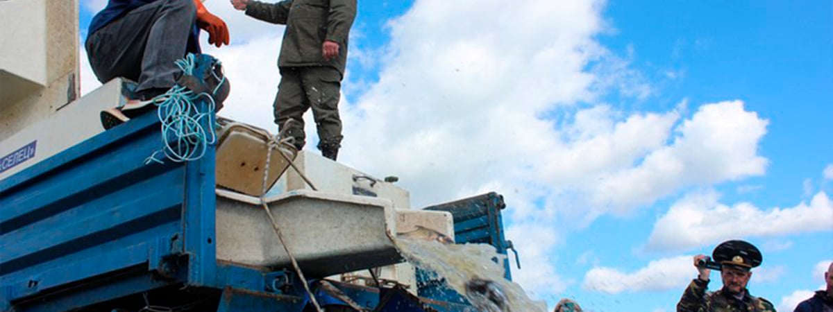 В Неман выпустили более 700 килограммов рыбы — узнали, зачем