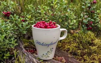 Узнали сроки сбора брусники и клюквы в Витебской области — готовьте ведерки