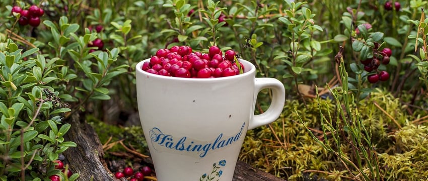 Узнали сроки сбора брусники и клюквы в Витебской области — готовьте ведерки